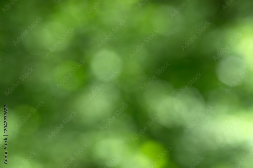 Fototapeta premium Green bokeh background from nature forest out of focus