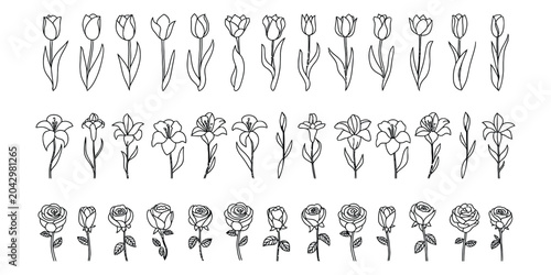 Hand drawn flower sketches set of tulips lilies and roses