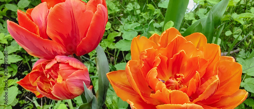  A close-up shot of blooming double early tulips with dense orange and reddish petals, looking like peonies. The bright flowers stand out against a natural green foliage background on a sunny spring 