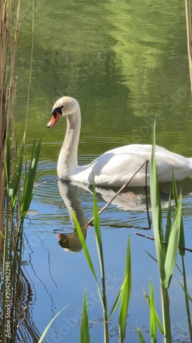 Swan in the lake, vertical video.