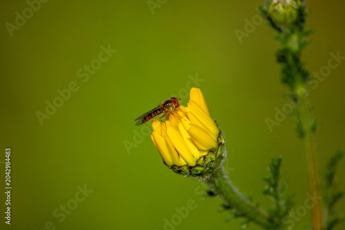 natureza