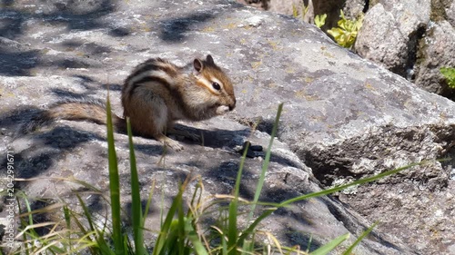 Video of a chipmunk sitting on the stone in a forest and eating sunflower seeds.