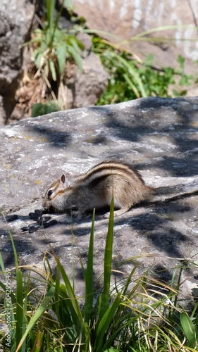 Vertical video of a two chipmunks on the stone in a forest and eating sunflower seeds.