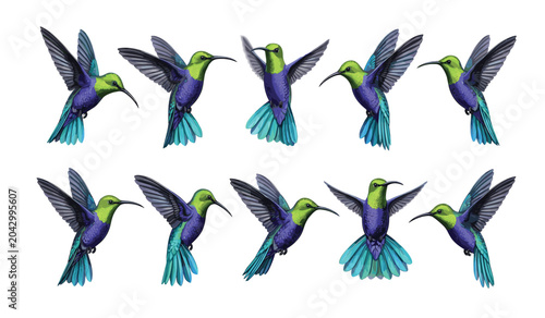 Tableau sur toile Hummingbird vector flying wild bird illustration set