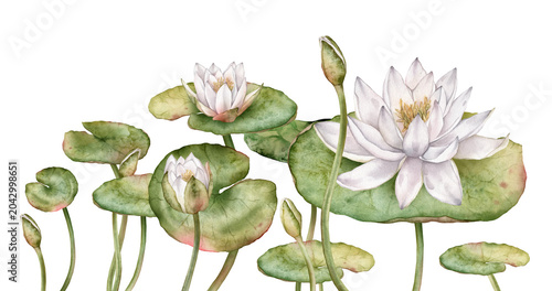 Photos Composition horizontal border or banner with watercolor white water lilies and green leaves