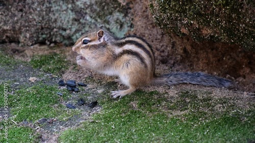 Video of a chipmunk sitting on the mossy stone in a forest and eating sunflower seeds.