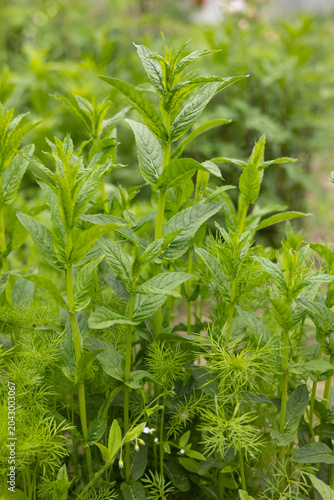 Close-Up of Fresh Peppermint(mentha piperita) Leaves Growing in a Green Garden