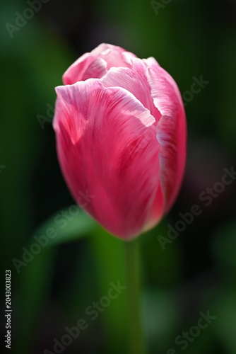 Close-up of a vibrant pink tulip in soft natural light, with a dark  background highlighting fresh spring blooms and delicate petal textures.