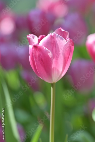 Close-up of a vibrant pink tulip in soft natural light, with gentle bokeh background highlighting fresh spring blooms and delicate petal textures.