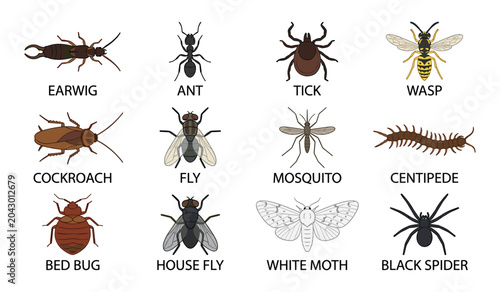 Foto Insects and bugs vector educational icon set
