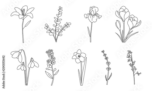 Fotografie Minimalist line art flowers including lily, eucalyptus, iris, crocus, snowdrops,
