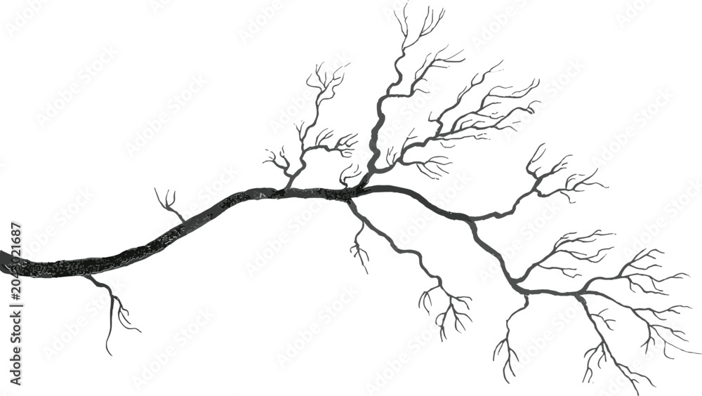 Fototapeta premium Hand drawn tree branch silhouette, intricate bare woodland twig vector illustration for nature and botanical themes
