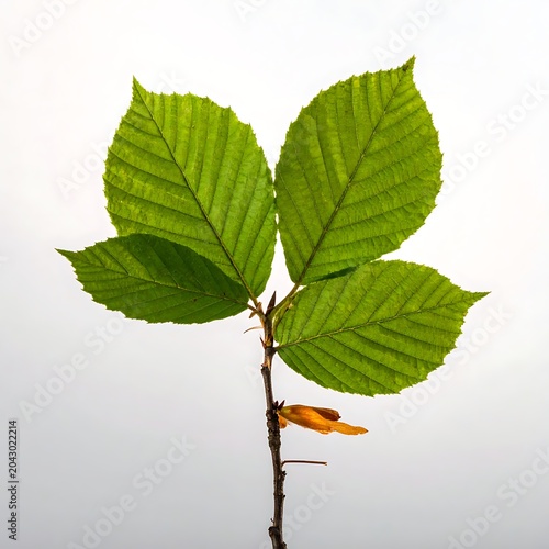 A small plant with four green leaves on a white background