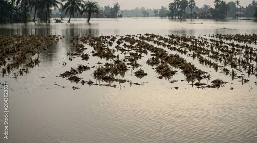 Flooded Rice Field in Rural India After Heavy Monsoon Rain
