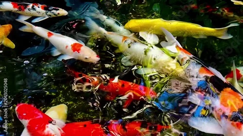  Colorful koi fish swimming and feeding near the water surface in a decorative pond, creating vivid ripples, reflections, and energetic movement in a serene outdoor garden setting.