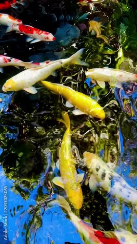  Colorful koi fish swimming and feeding near the water surface in a decorative pond, creating vivid ripples, reflections, and energetic movement in a serene outdoor garden setting.