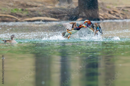 fight between two mandarin duck males. ducks on the water