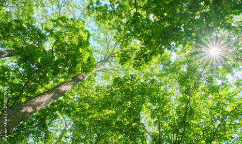 Quadro su tela 一面深い緑の森を見上げる青空と差し込む太陽の光 Looking up at the deep green forest with blue sky and pi