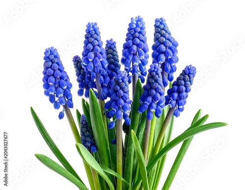 A vibrant cluster of blue flowers with green leaves
