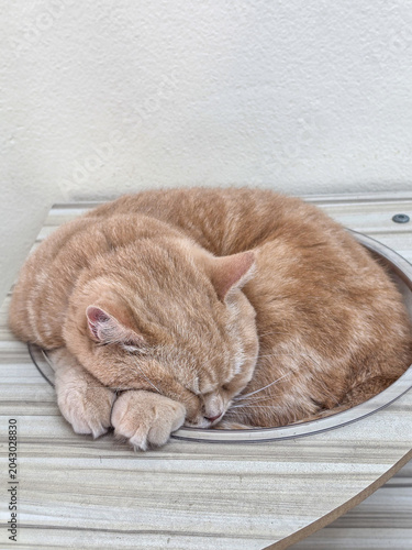 cat sleeping on the floor