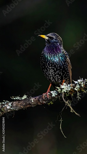 A starling perches on a mossy branch against a dark background