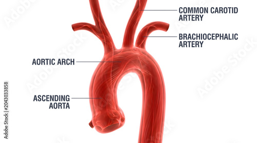 Detailed 3D rendering of the human aortic arch and its major branching arteries, illustrating the cardiovascular system's critical upper blood supply for medical education