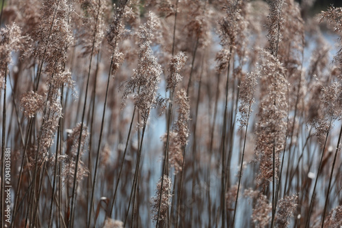 Quadro su tela Dry reeds swaying on a lake shore in spring