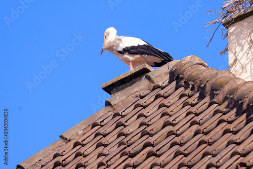 Tableau sur toile une cigogne attentive à son environnement