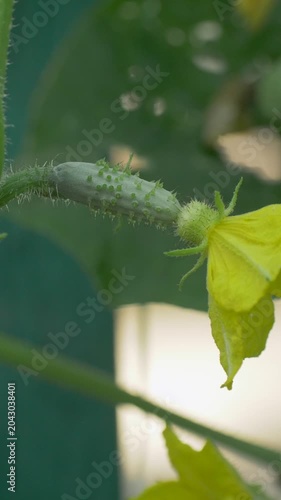 Fresh cucumber forms with yellow bloom on stem among leaves. Farming process of vegetable cultivation. Concept of rural life, organic produce, eco lifestyle and sustainable agriculture