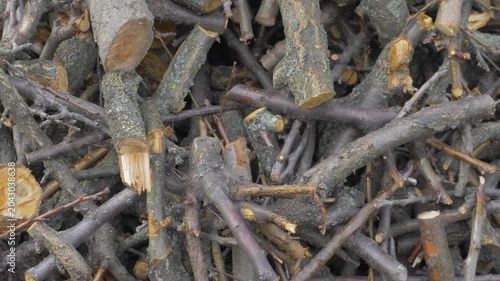 Sawn branches from the apricot tree lie in pile. Felling is process of cutting down trees. Environmental conservation. Firewood pile