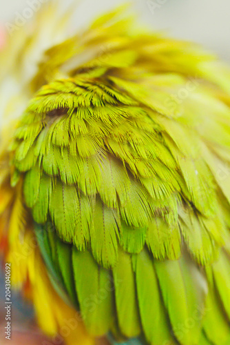 Foto Bright green feathers of a parrot show texture and detail as it preens in a natu