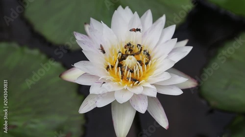 White lotus flowers with bees swarming pollen.