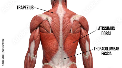 An anatomical illustration of the human back muscles, highlighting the trapezius, latissimus dorsi, and thoracolumbar fascia