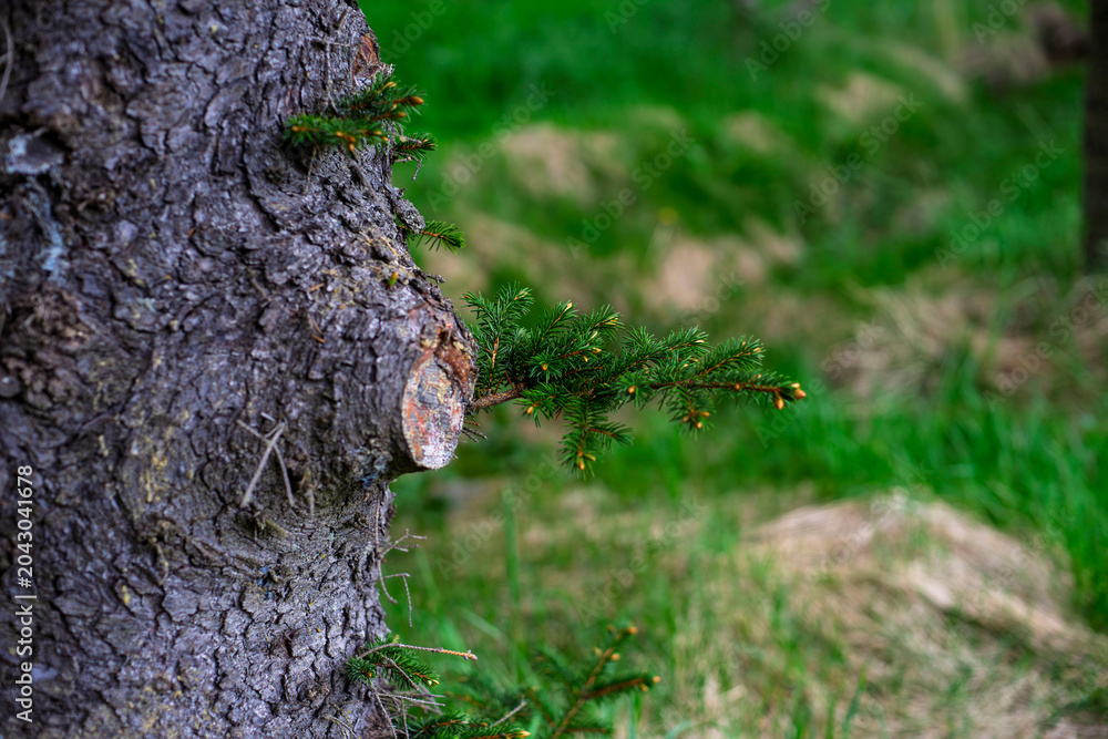 Fototapeta premium Young spruce branch growing from old tree trunk in forest