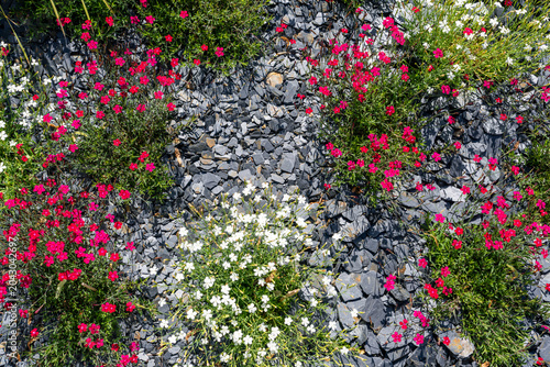 Obraz na plátne Grand jardin fleuri composé d’arbustes, de pelouses et de roses aux multiples variétés et couleurs vives créant un paysage naturel riche, harmonieux et printanier