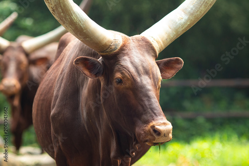 Photos Ankole-Watusi Cattle or African Longhorn is an ancient breed native to East Africa