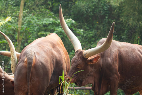 Photography Ankole-Watusi Cattle or African Longhorn is an ancient breed native to East Africa
