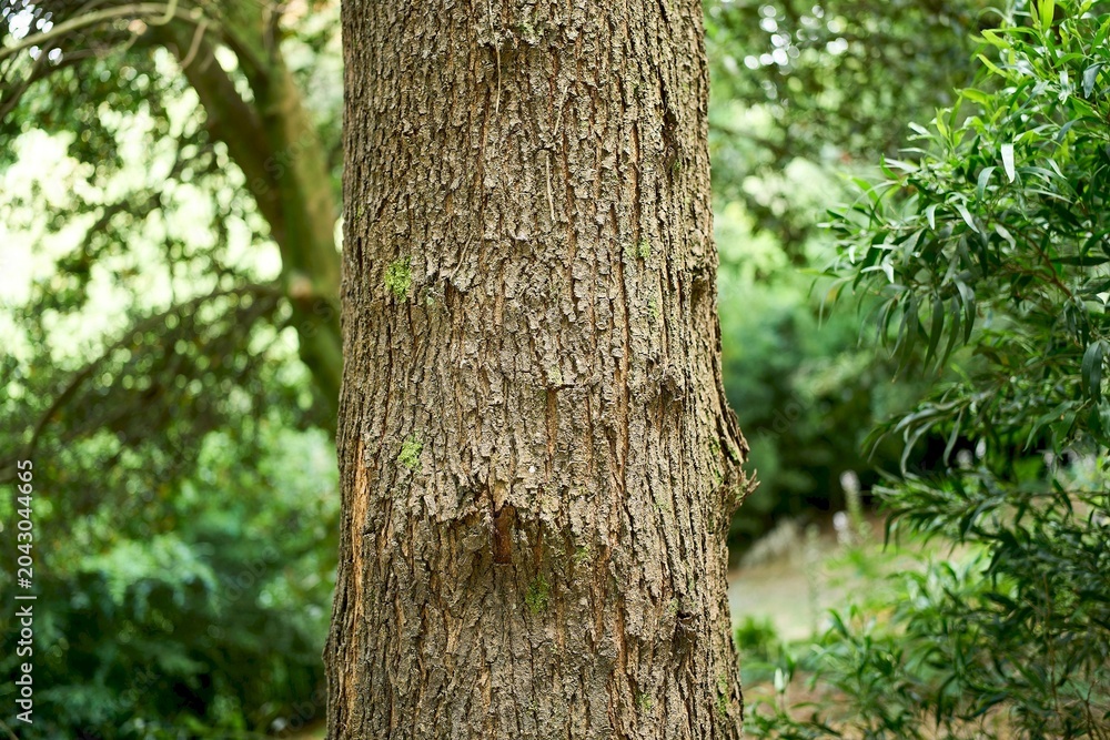 Fototapeta premium Pine bark detail in lush green forest
