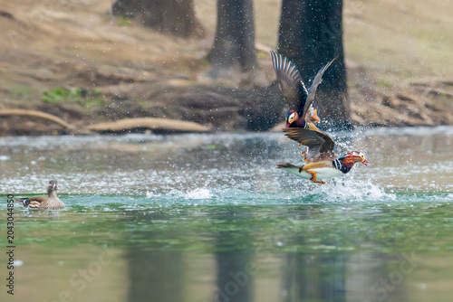fight between two mandarin duck males. ducks on the water