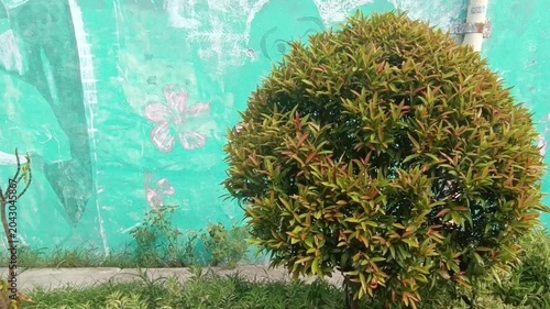 Lush Green Shrub Against Soft Artistic Background