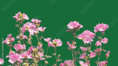 Blooming pink mallow flowers bush on green screen background