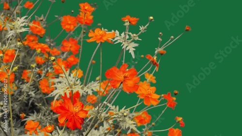 Blooming orange sulfur cosmos flowers bush on green screen background
