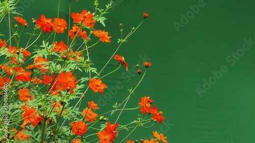 Blooming orange sulfur cosmos flowers bush on green screen background