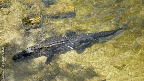 Photos alligator in wild