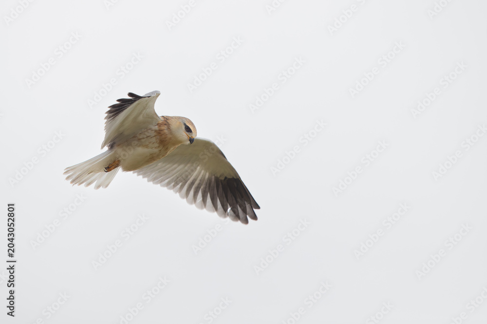 Obraz premium Black shouldered kite in flight
