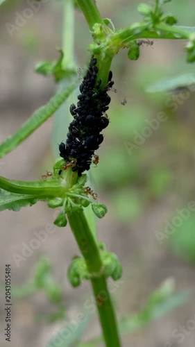 Wild plant aphid parasite insects colony living on farm ecosystem, vertical 4k wildlife animal