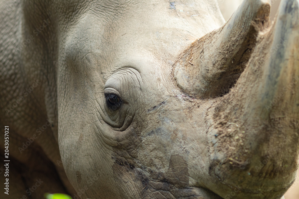 Fototapeta premium Close-up of a white rhinoceros's face. Gently curved horn and rough skin texture visible.