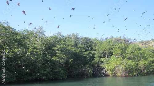 Large colony of flying foxes soaring above mangrove forest on Bat Island in Riung 17 Islands Marine Park, Indonesia, captured in daylight over coastal tropical habitat