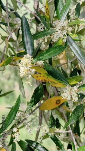 Flowering Olive tree branches close-up in rural countryside farm. Vertical 4k, healthy Bio food production