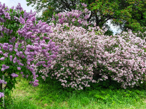 Blooming Purple and Pink Lilac Bushes in Spring Garden